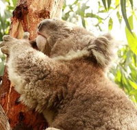 Small-Group Phillip Island Day Trip from Melbourne - Sydney Tourism