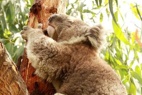 Small-Group Phillip Island Day Trip From Melbourne - Sydney Tourism 0