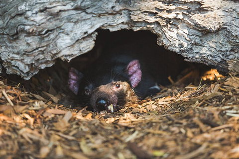 Small-Group Phillip Island Day Trip From Melbourne - Sydney Tourism 1