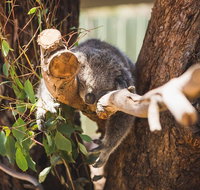 Melbourne City Tour and Phillip Island in One Day - Sydney Tourism