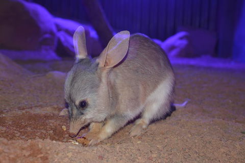 Kuranda Wildlife Experience Three Attraction Pass - Sydney Tourism 0