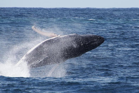 Whale Watching By Sea World Cruises - Sydney Tourism 0
