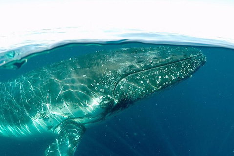 Whale Watching By Sea World Cruises - Sydney Tourism 2