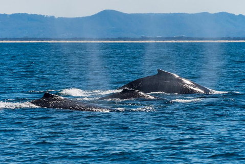 Whale Watching By Sea World Cruises - Sydney Tourism 4