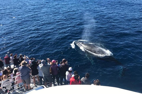 Whale Watching By Sea World Cruises - Sydney Tourism 5