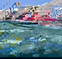 Outer Reef Pontoon Experience from Cairns - Sydney Tourism