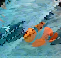 Seastar Luxury Outer Great Barrier Reef Island and Reef Tour from Cairns - Sydney Tourism