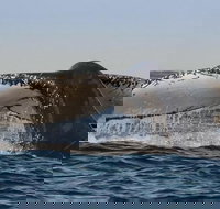 Sydney Whale-Watching Cruise Including Lunch or Breakfast - Sydney Tourism