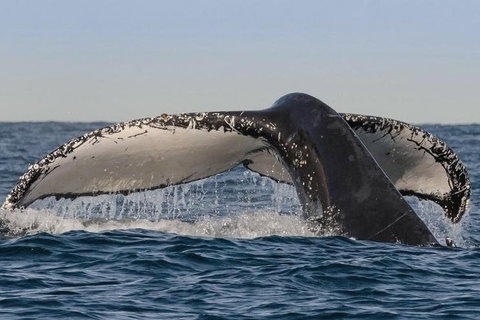 Sydney Whale-Watching Cruise Including Lunch Or Breakfast - Sydney Tourism 0