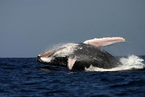 Sydney Whale-Watching Cruise Including Lunch Or Breakfast - Sydney Tourism 1