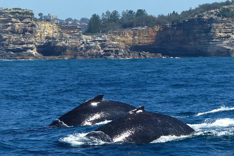 Sydney Whale-Watching Cruise Including Lunch Or Breakfast - Sydney Tourism 2
