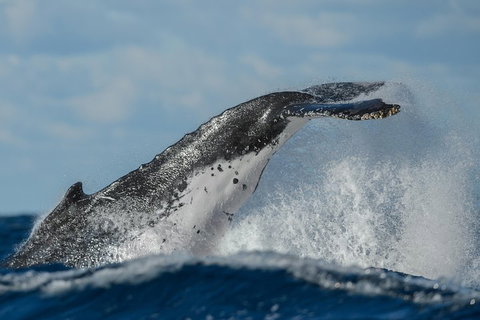 Sydney Whale-Watching Cruise Including Lunch Or Breakfast - Sydney Tourism 4