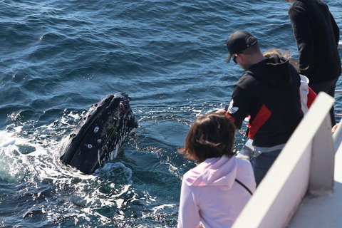 Sydney Whale-Watching Cruise Including Lunch Or Breakfast - Sydney Tourism 5