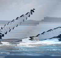 Hervey Bay Whale Watching Cruise