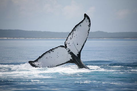 Hervey Bay Whale Watching Cruise - Sydney Tourism 0