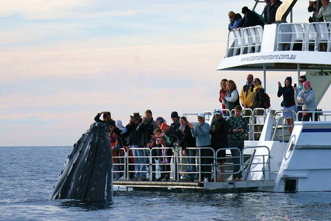 Hervey Bay Whale Watching Cruise - Sydney Tourism 1