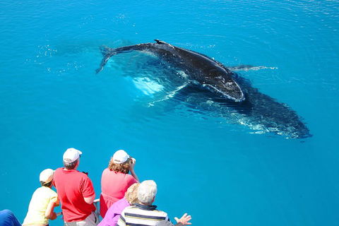 Hervey Bay Whale Watching Cruise - Sydney Tourism 2