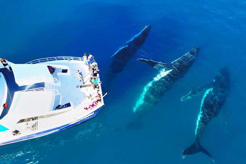 Hervey Bay Whale Watching Cruise - Sydney Tourism 3