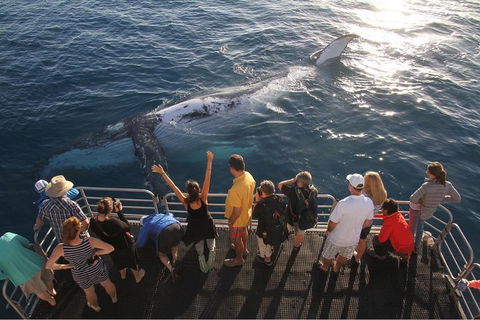Hervey Bay Whale Watching Cruise - Sydney Tourism 4