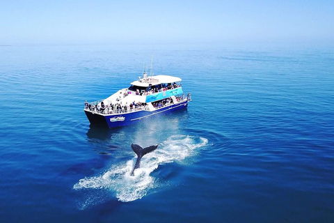 Hervey Bay Whale Watching Cruise - Sydney Tourism 5