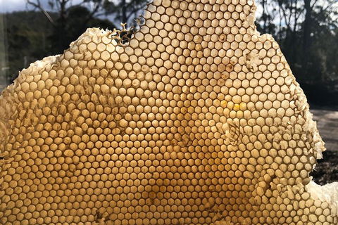 Bruny Island Day Tour, Includes Lunch And Exclusive Lighthouse Tour - Sydney Tourism 1