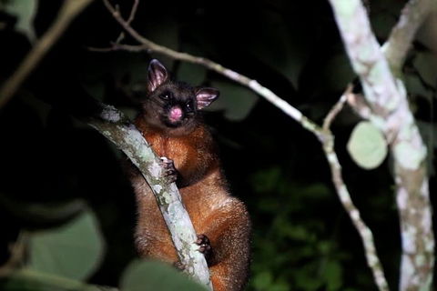Atherton Tablelands Rain Forest By Night From Cairns - Sydney Tourism 4