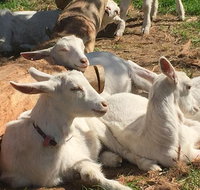 Mornington Peninsula Winery Tours with Cheese Chocolate Tastings from Melbourne - Sydney Tourism