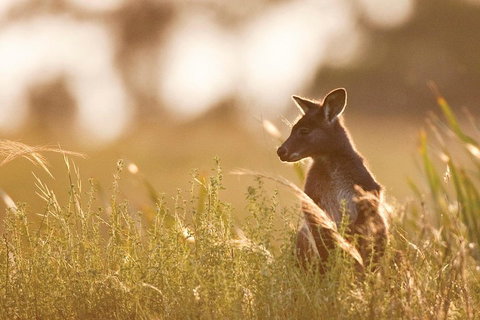 Blue Mountains Day Tour With Wildlife At Sunset From Sydney - Sydney Tourism 2