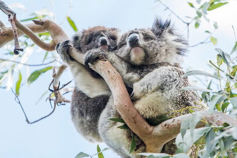 Great Ocean Road And 12 Apostles Day Trip From Melbourne - Sydney Tourism 1