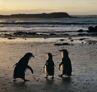 Phillip Island Penguin Parade Day Trip with Koala Conservation Reserve Visit - Sydney Tourism
