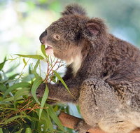 Blue Mountains Private Tour with Kangaroos  Koala Encounter - Sydney Tourism
