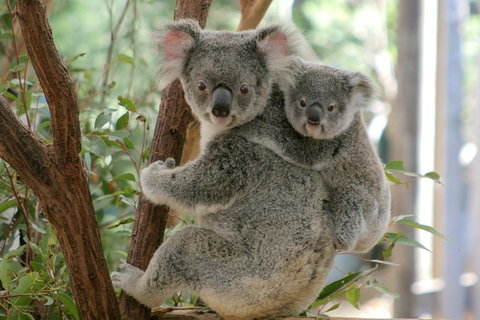 Lone Pine Koala Sanctuary Admission With Brisbane River Cruise - Sydney Tourism 3