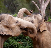 Melbourne Zoo General Entry Ticket - Sydney Tourism