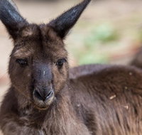 Australian Wildlife Tour at Melbourne Zoo Ticket - Sydney Tourism