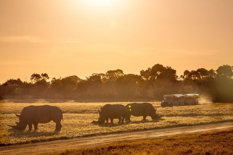 Sunset Safari At Werribee Open Range Zoo - Sydney Tourism 2