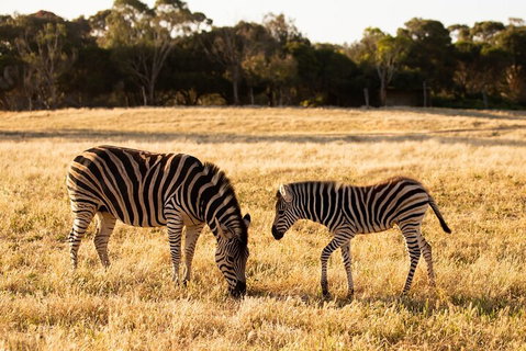 Sunset Safari At Werribee Open Range Zoo - Sydney Tourism 3