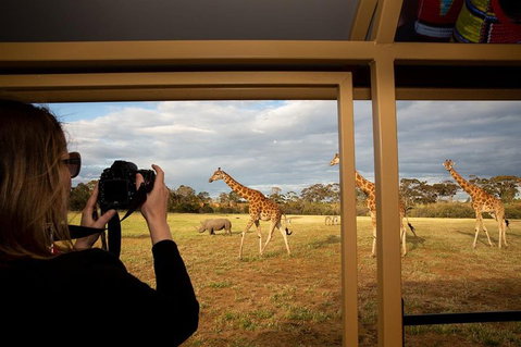 Sunset Safari At Werribee Open Range Zoo - Sydney Tourism 4