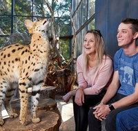 African Cat Encounter at Werribee Open Range Zoo - Sydney Tourism