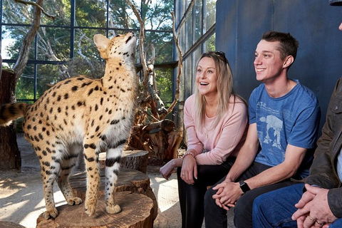 African Cat Encounter At Werribee Open Range Zoo - Sydney Tourism 0