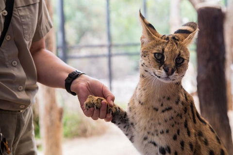 African Cat Encounter At Werribee Open Range Zoo - Sydney Tourism 1