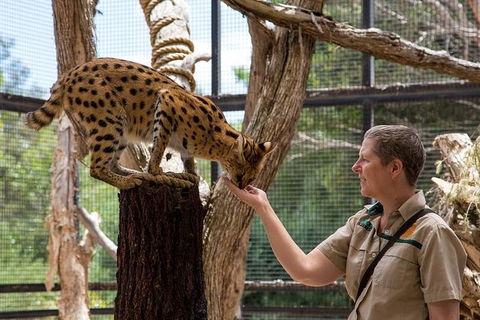 African Cat Encounter At Werribee Open Range Zoo - Sydney Tourism 2