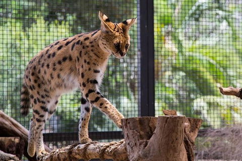 African Cat Encounter At Werribee Open Range Zoo - Sydney Tourism 3