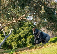Early Morning Savannah Experience - Sydney Tourism