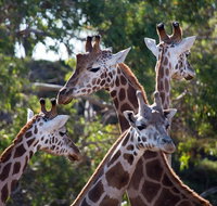 Werribee Open Range Zoo General Admission Ticket - Sydney Tourism