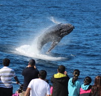 Tangalooma Island Resort Whale Watching Day Cruise - Sydney Tourism
