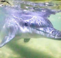 Tangalooma Island Resort Whale Watching Day Cruise with Dolphin Feeding - Sydney Tourism
