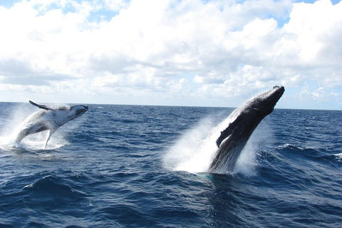 Tangalooma Island Resort Whale Watching Day Cruise With Dolphin Feeding - Sydney Tourism 1