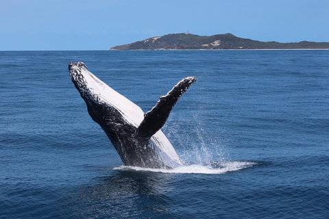 Tangalooma Island Resort Whale Watching Day Cruise With Dolphin Feeding - Sydney Tourism 3