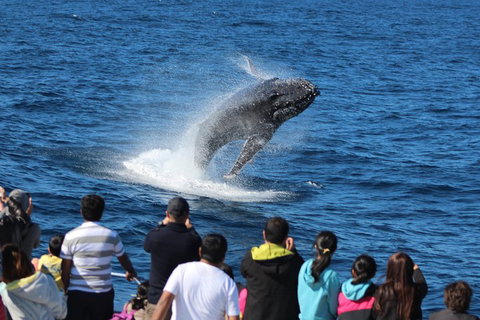 Tangalooma Island Resort Whale Watching Day Cruise With Dolphin Feeding - Sydney Tourism 5