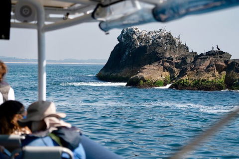 Julian Rocks Byron Bay Cruise - Sydney Tourism 2